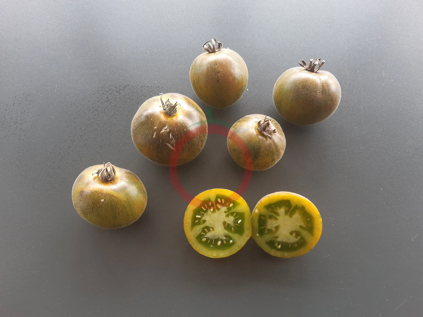 Pride of Flanders Woolly DER TOMATENFLÜSTERER