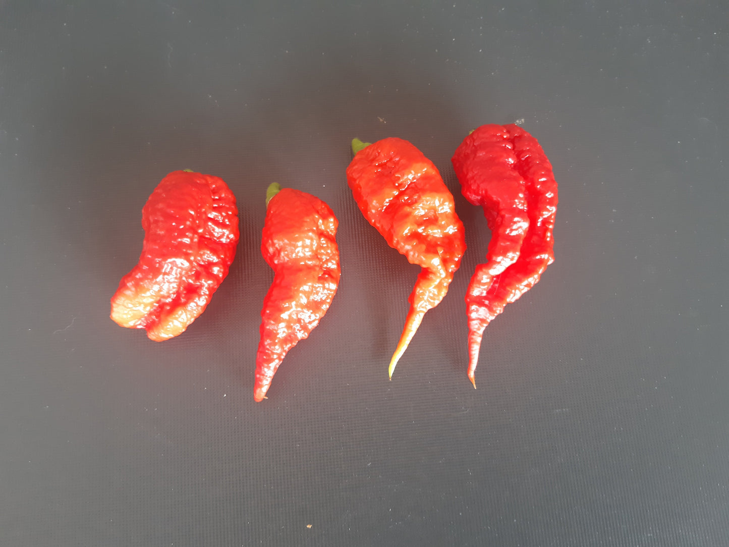 Primotalii DER TOMATENFLÜSTERER