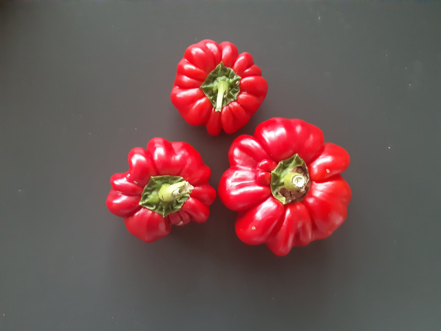 Pritamin DER TOMATENFLÜSTERER