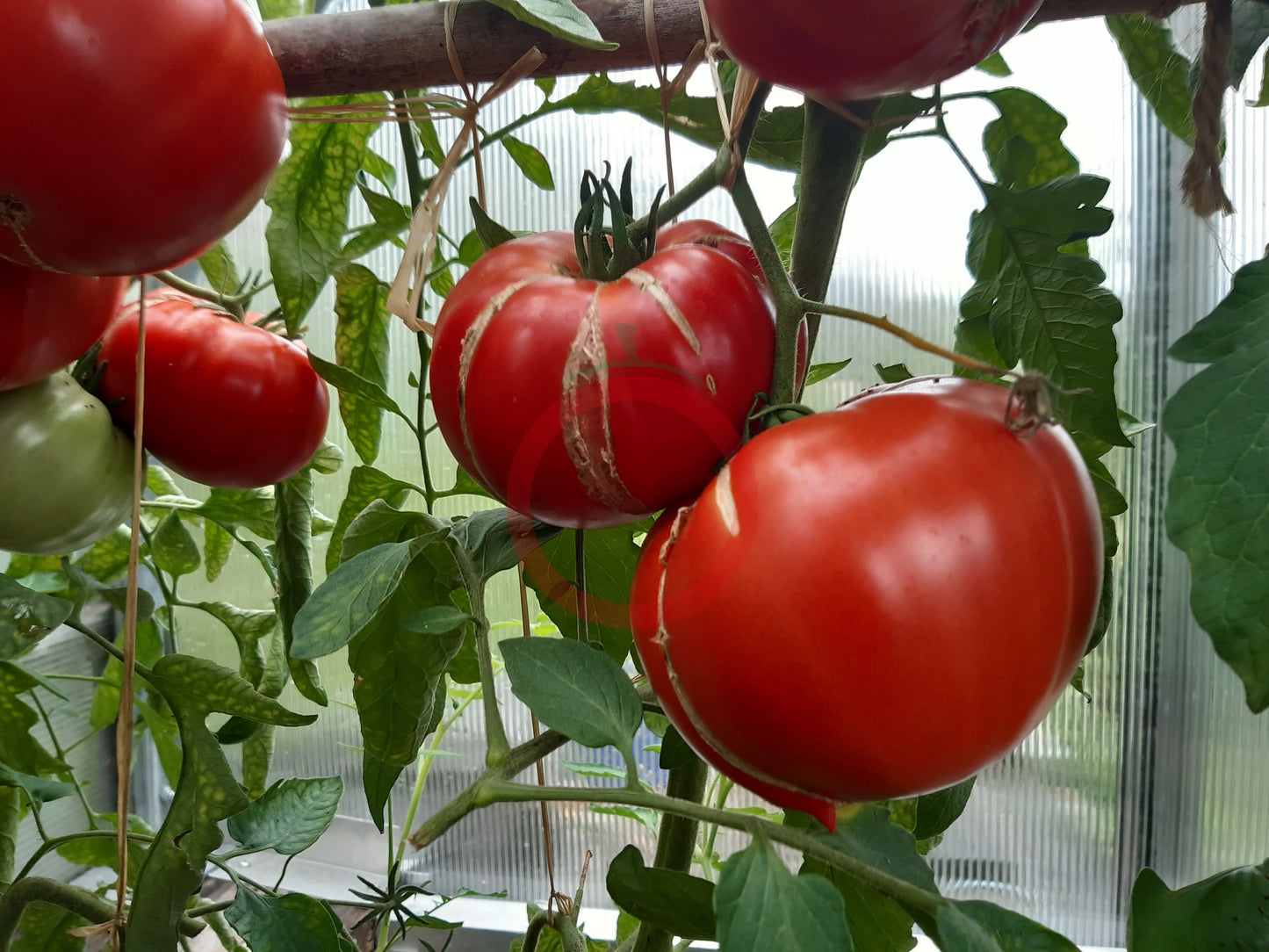 Puszta Kolosz DER TOMATENFLÜSTERER