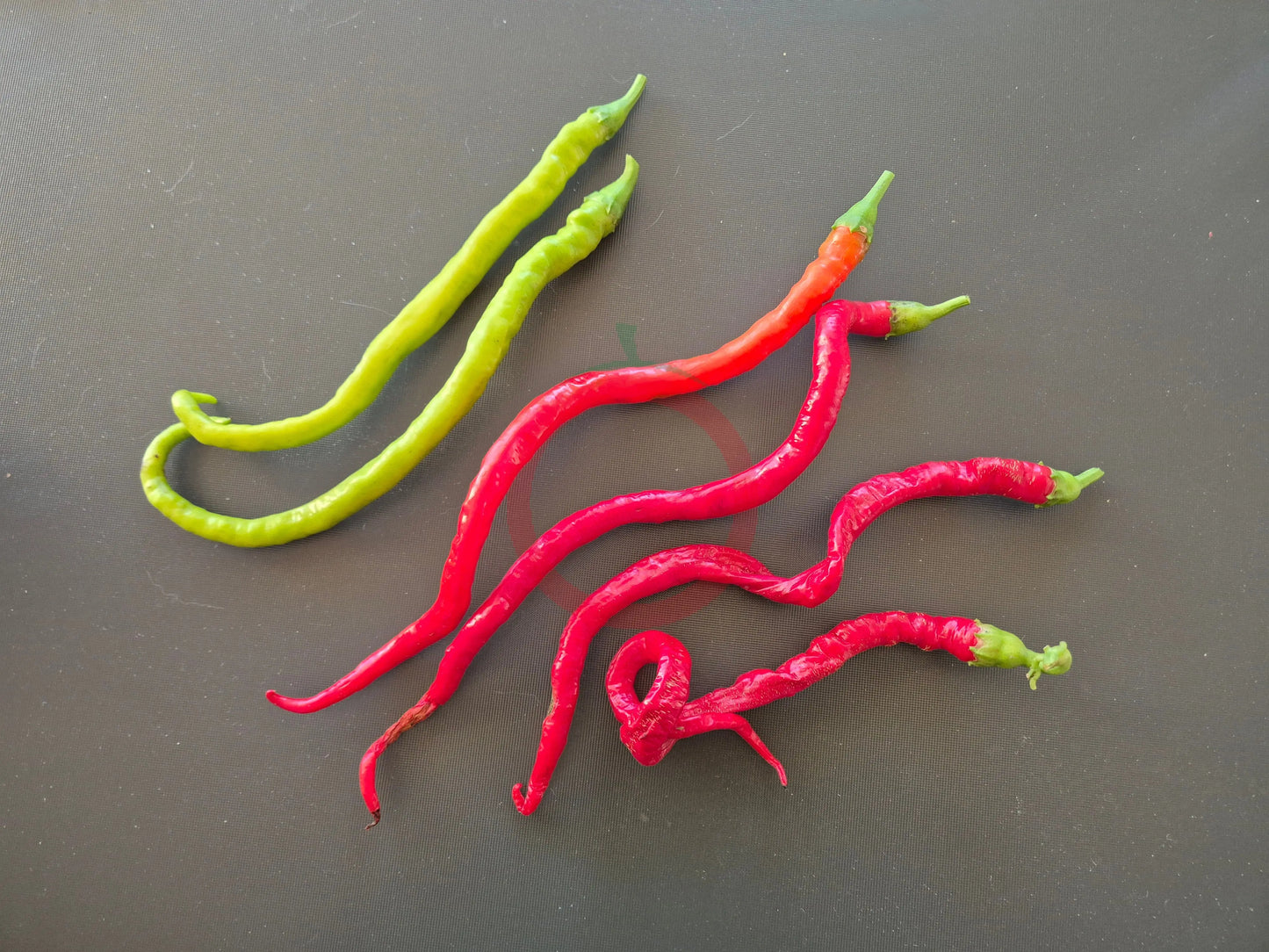 Python DER TOMATENFLÜSTERER