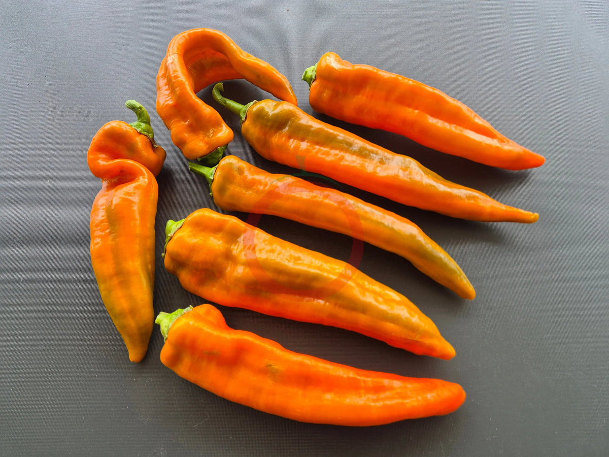 Ramiro Mustard DER TOMATENFLÜSTERER