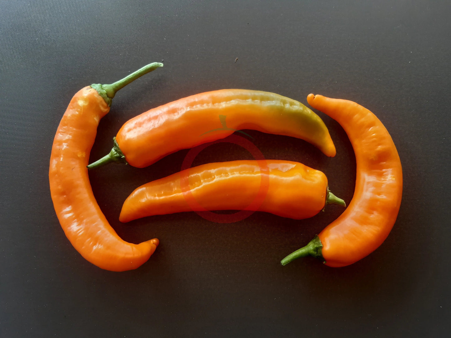 Ramiro Orange DER TOMATENFLÜSTERER