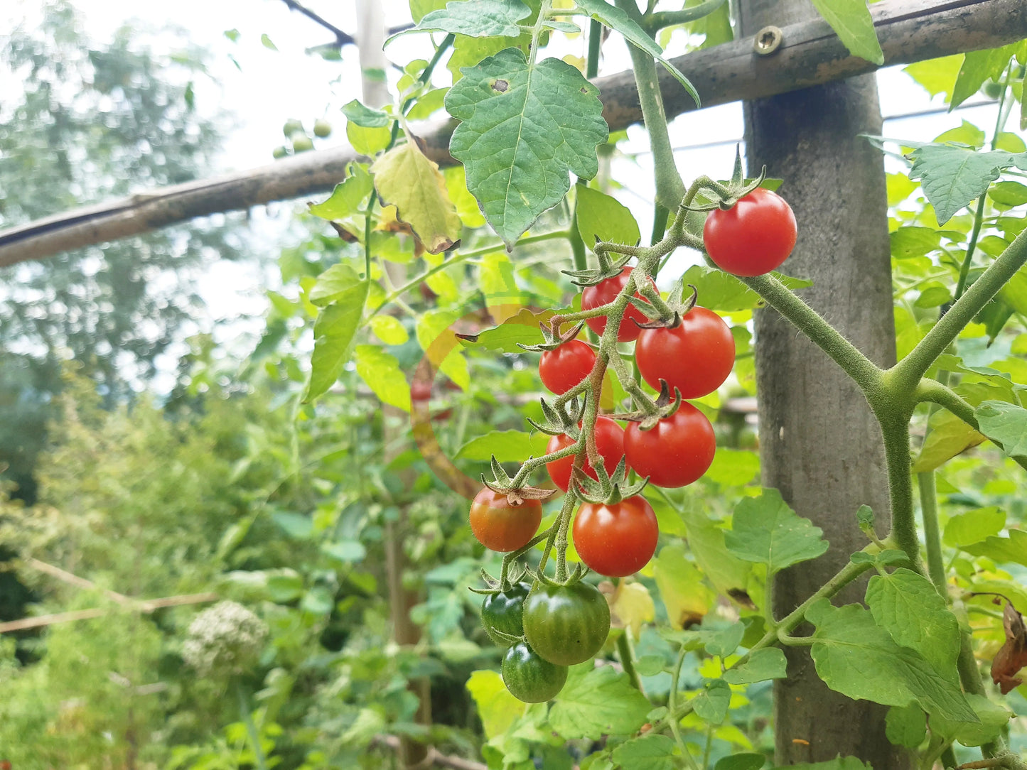 Ramito Bombalino de Dulce DER TOMATENFLÜSTERER