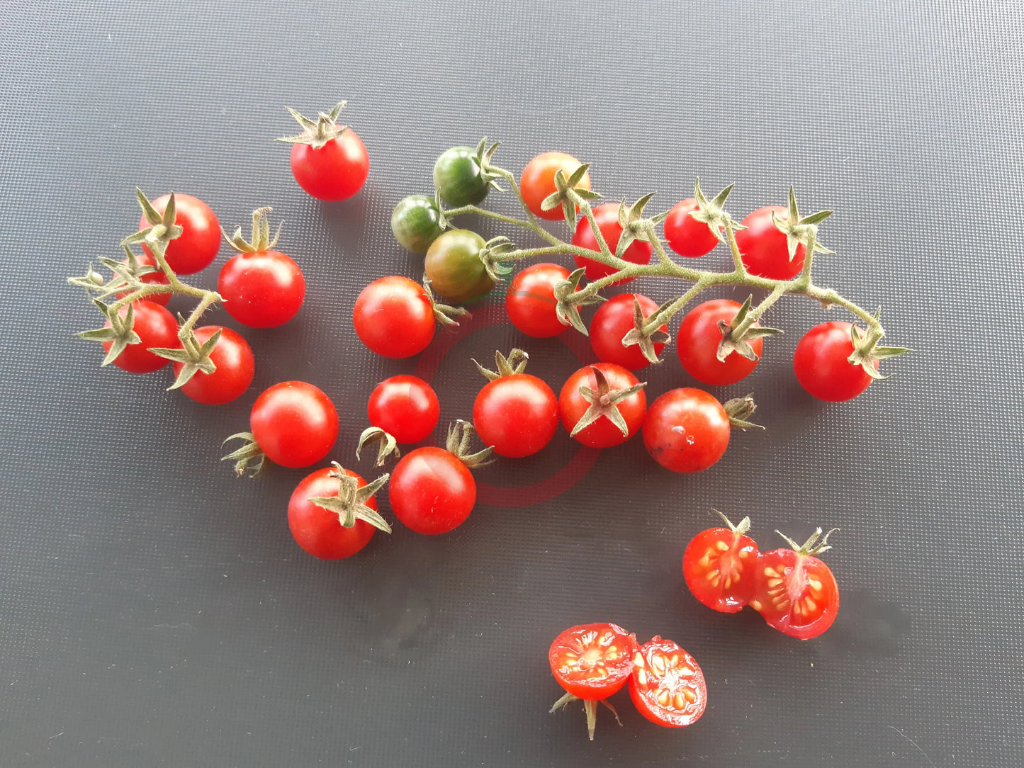 Ramito Bombalino de Dulce DER TOMATENFLÜSTERER