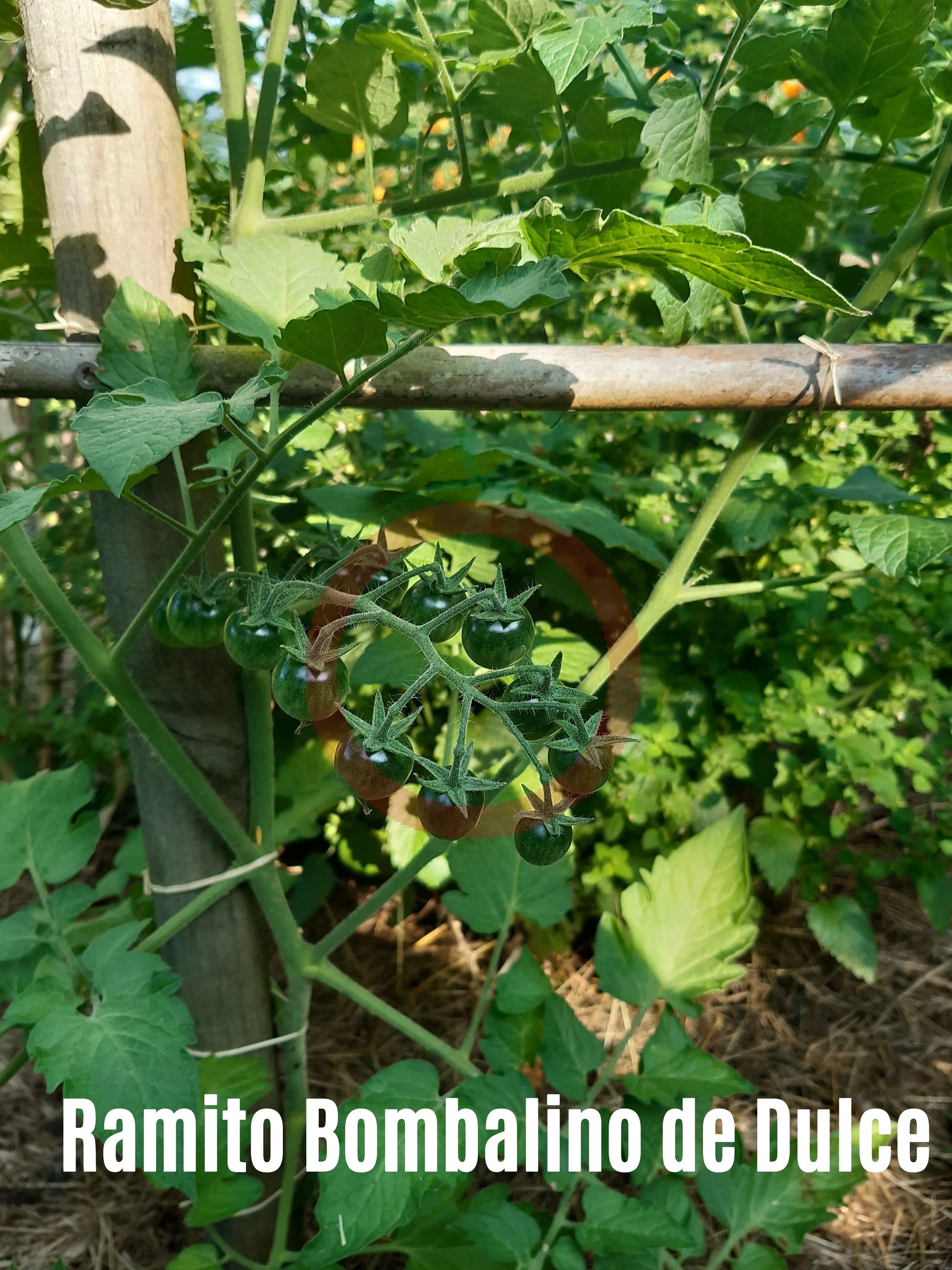 Ramito Bombalino de Dulce DER TOMATENFLÜSTERER