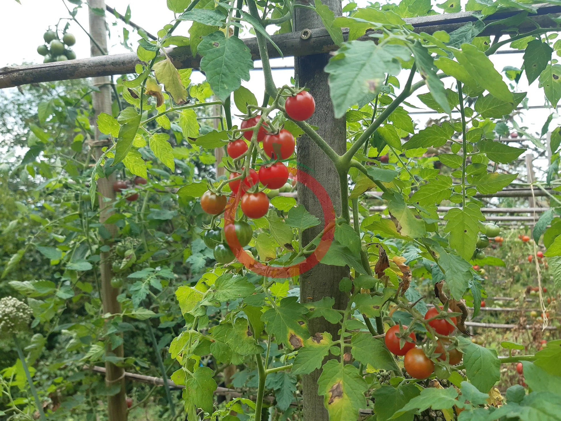 Ramito Bombalino de Dulce DER TOMATENFLÜSTERER
