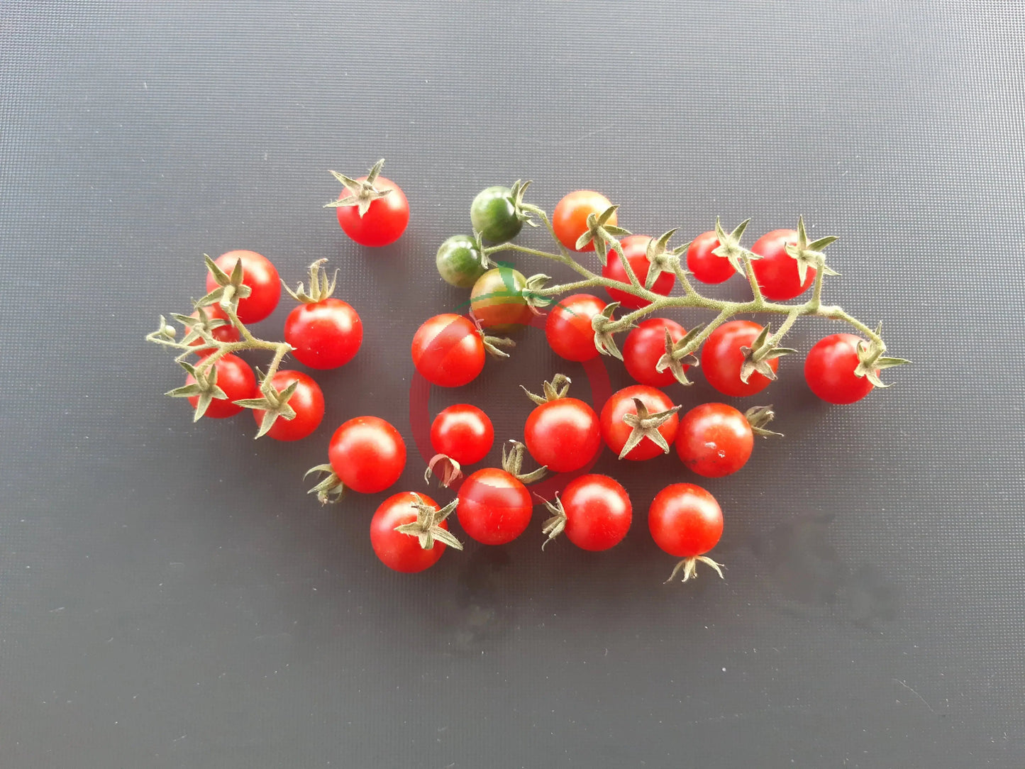 Ramito Bombalino de Dulce DER TOMATENFLÜSTERER