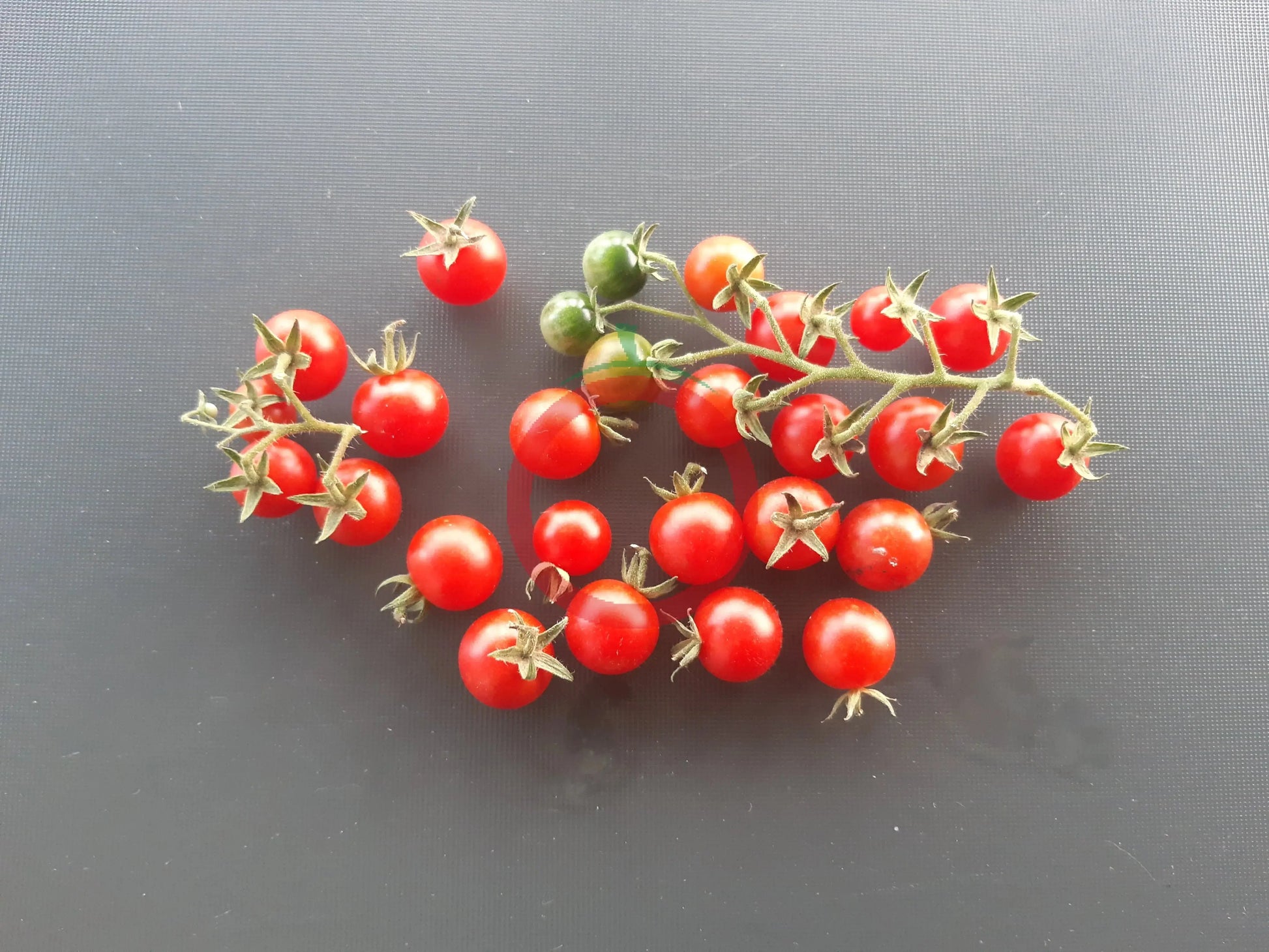 Ramito Bombalino de Dulce DER TOMATENFLÜSTERER