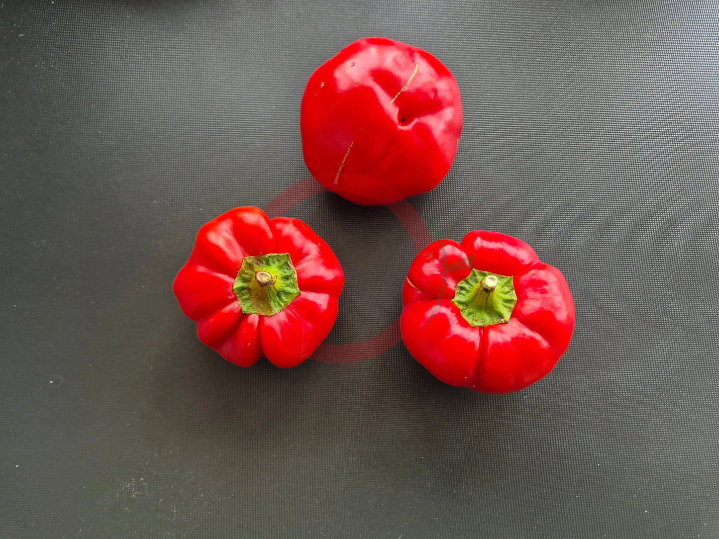 Red Cheese Pepper DER TOMATENFLÜSTERER