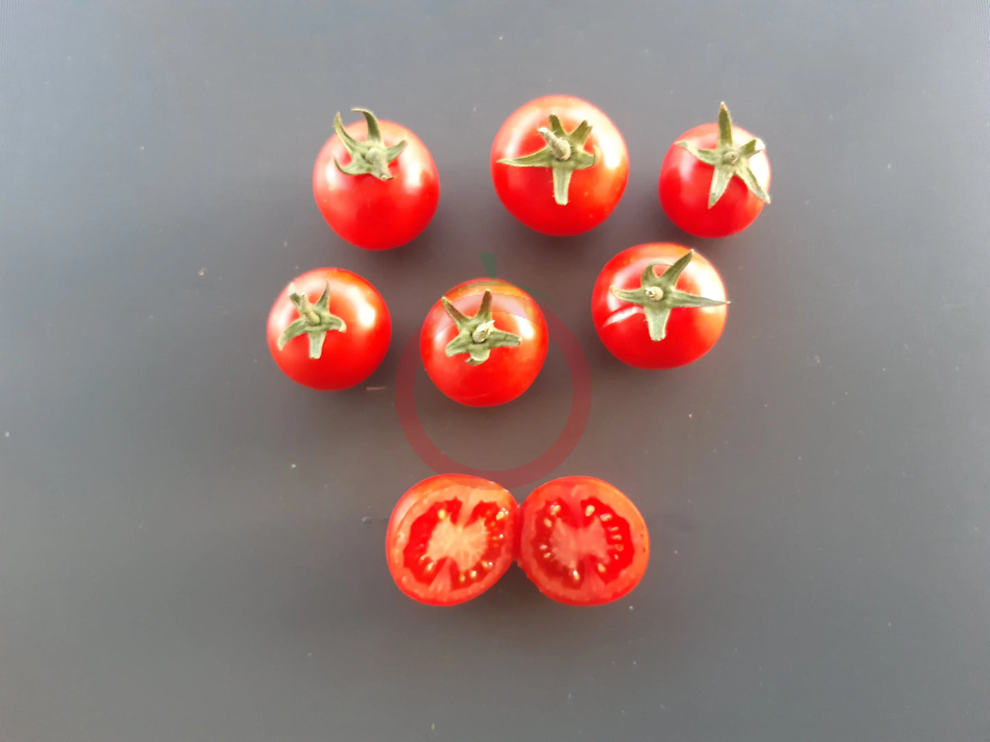 Regina di Torrecanne DER TOMATENFLÜSTERER