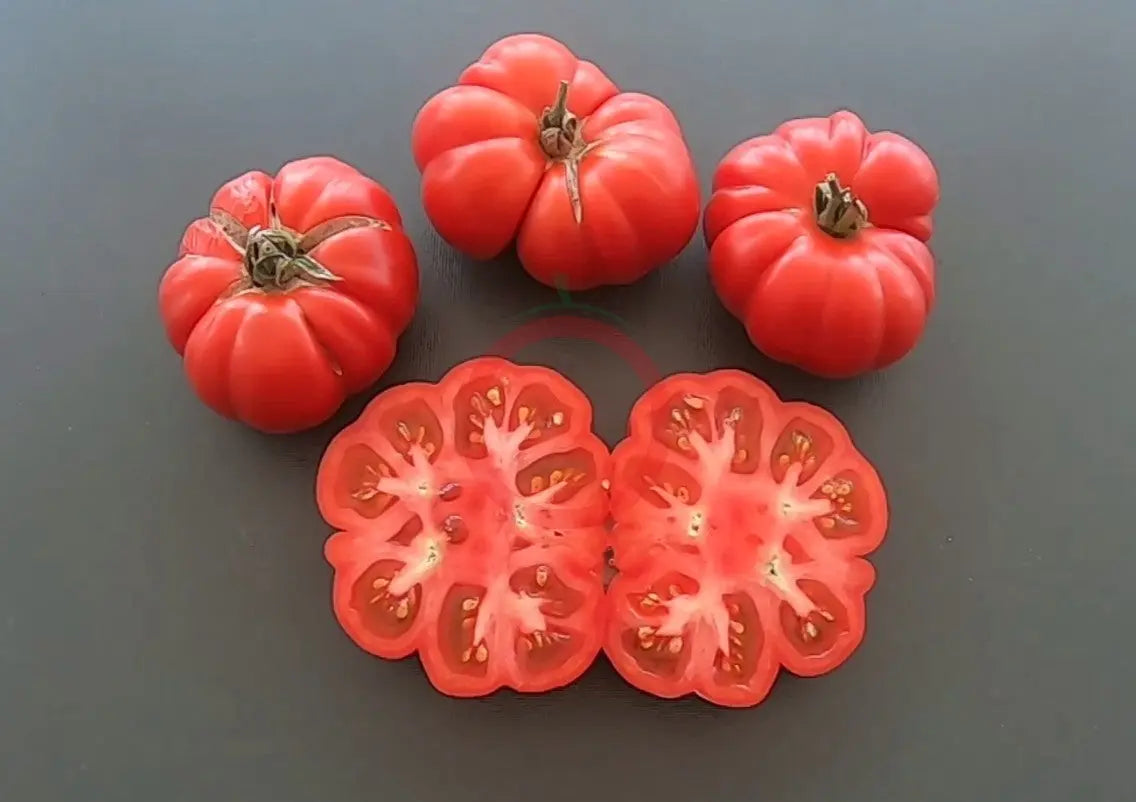 Riccio di Parma DER TOMATENFLÜSTERER