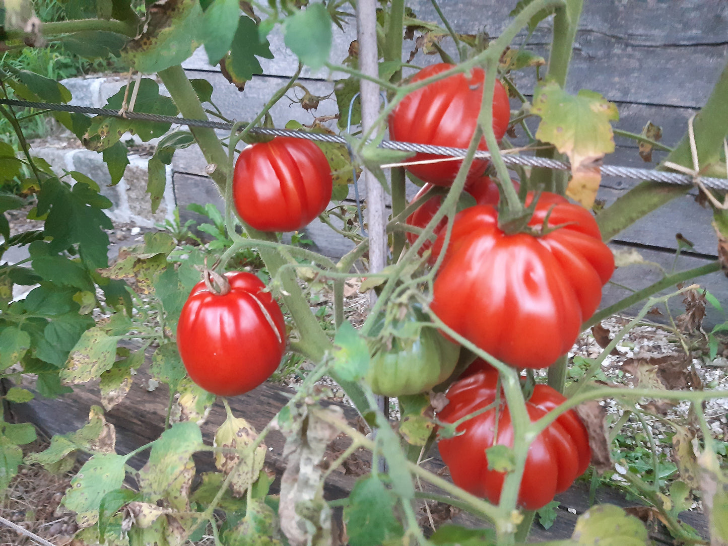 Rigotti´s Ochsenherz DER TOMATENFLÜSTERER