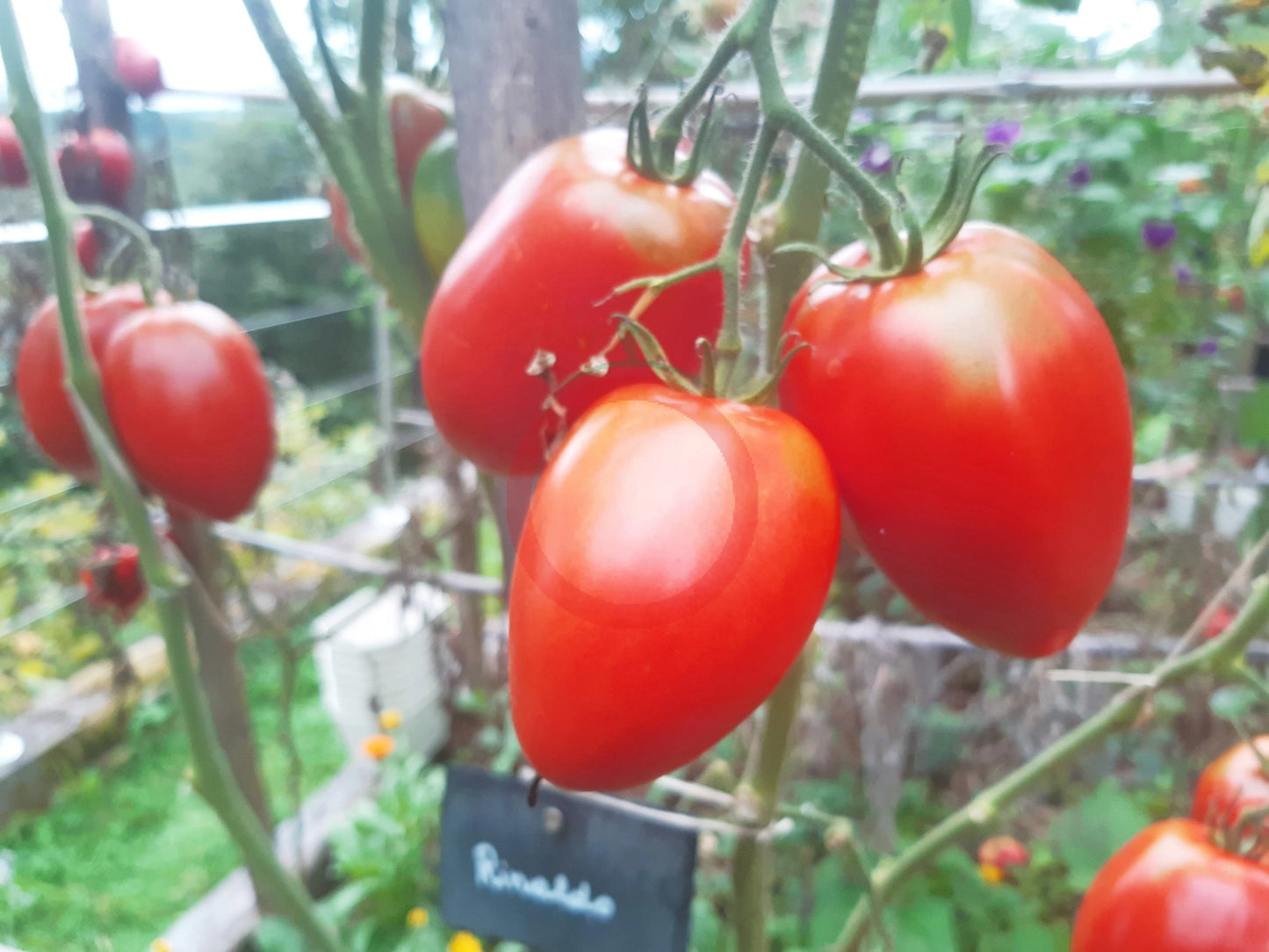 Rinaldo DER TOMATENFLÜSTERER