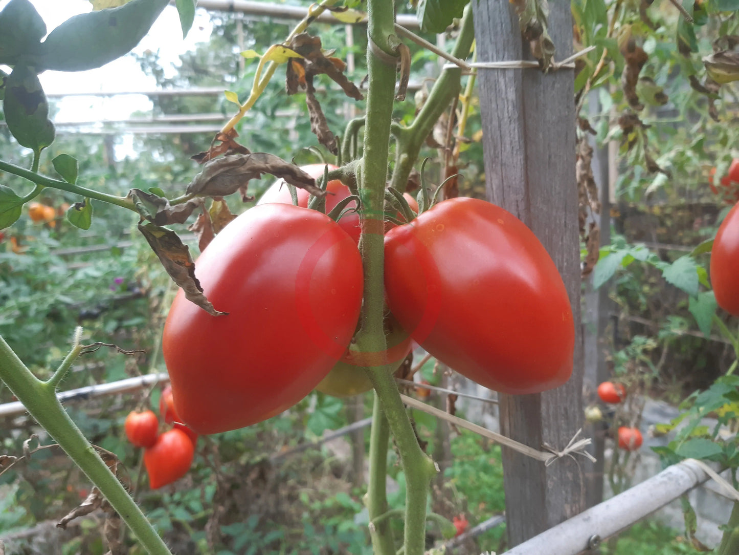 Rinaldo DER TOMATENFLÜSTERER