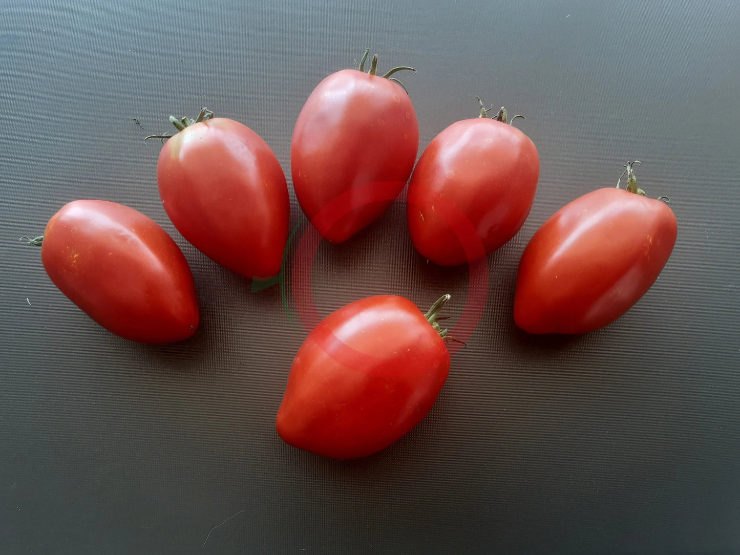 Rinaldo DER TOMATENFLÜSTERER