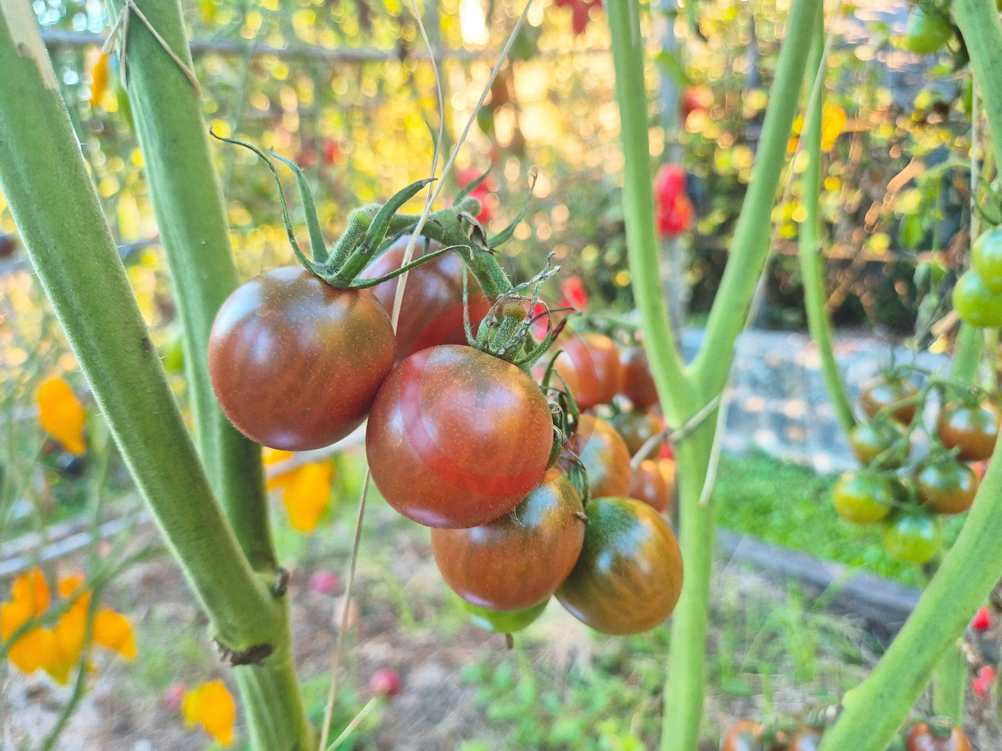 Ron´s Carbon Copy DER TOMATENFLÜSTERER