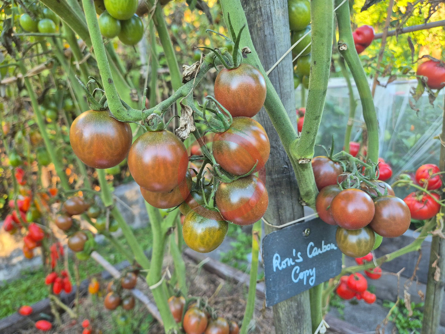 Ron´s Carbon Copy DER TOMATENFLÜSTERER