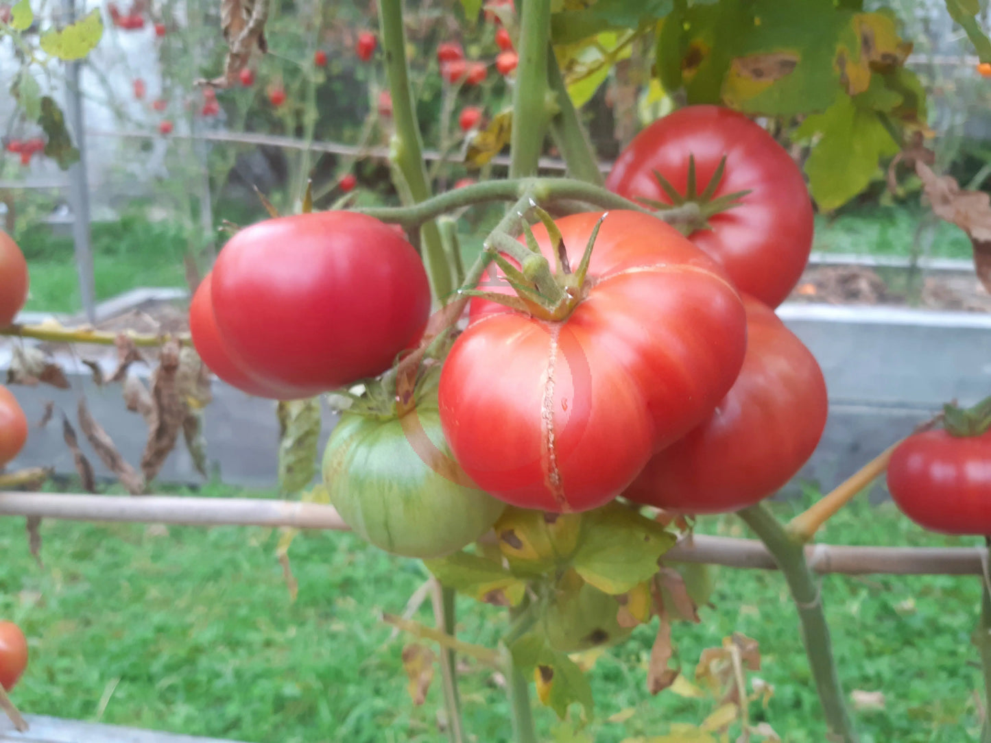 Rosa Da Moita DER TOMATENFLÜSTERER