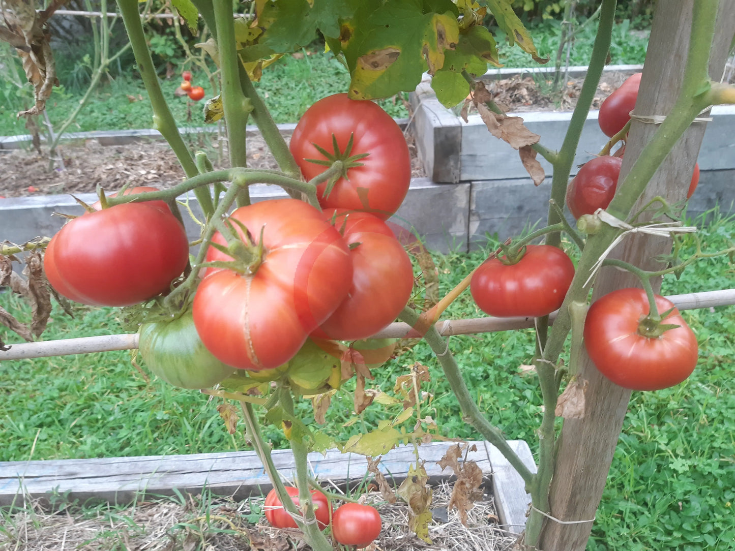 Rosa Da Moita DER TOMATENFLÜSTERER