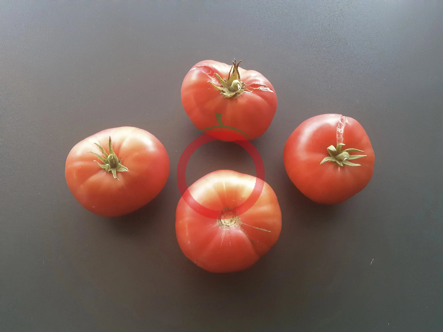 Rosa Da Moita DER TOMATENFLÜSTERER