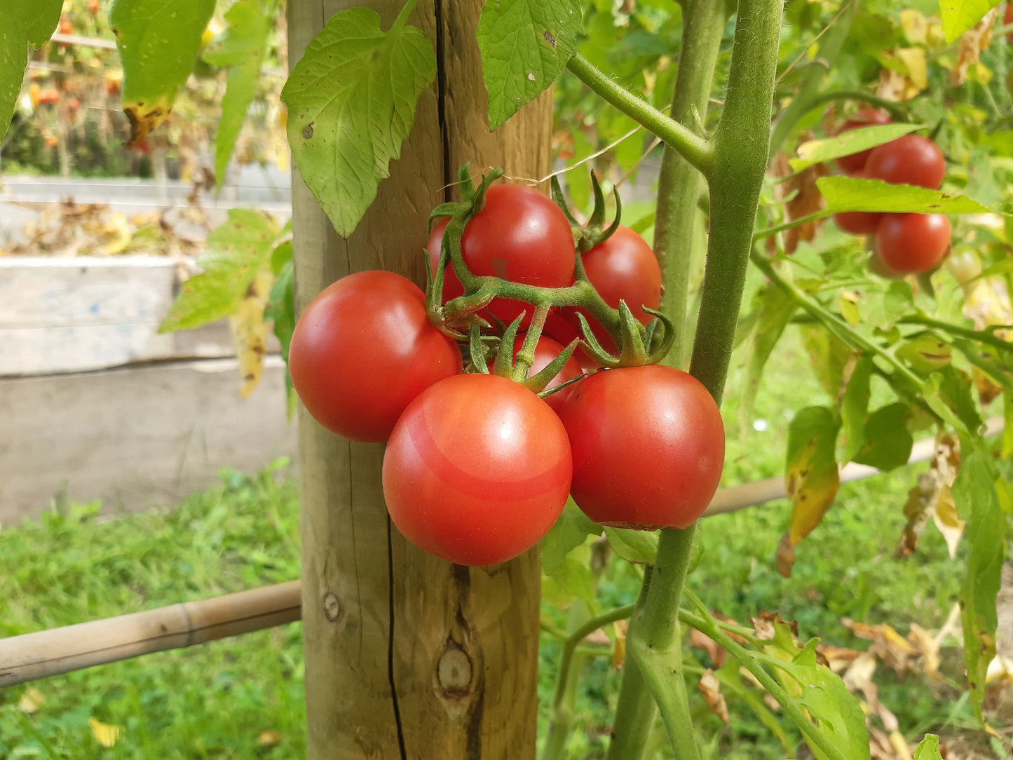 Rosa dell Agro Ericimo DER TOMATENFLÜSTERER