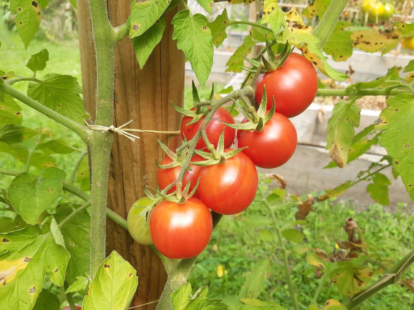 Rosa dell Agro Ericimo DER TOMATENFLÜSTERER