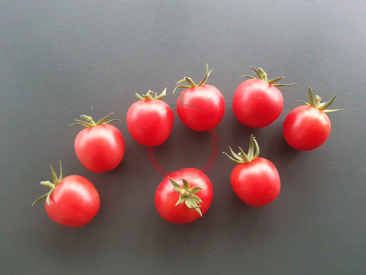 Rosa dell Agro Ericimo DER TOMATENFLÜSTERER