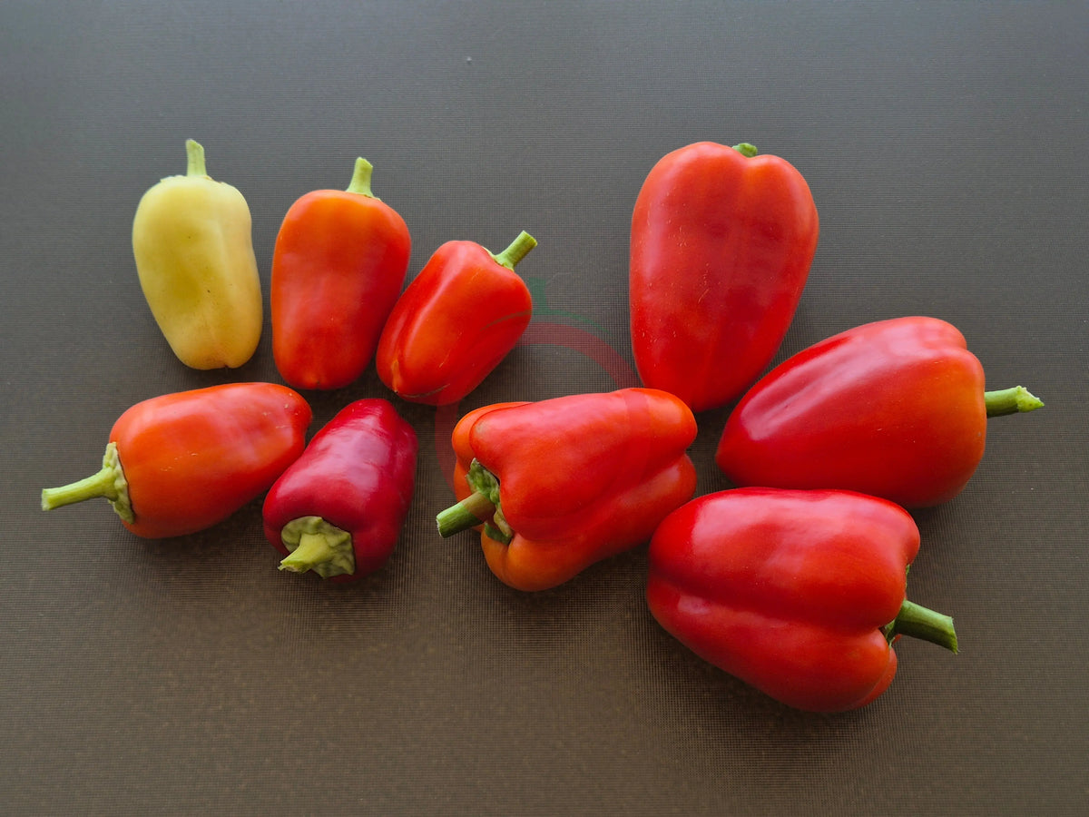 Rosie Cheeks DER TOMATENFLÜSTERER