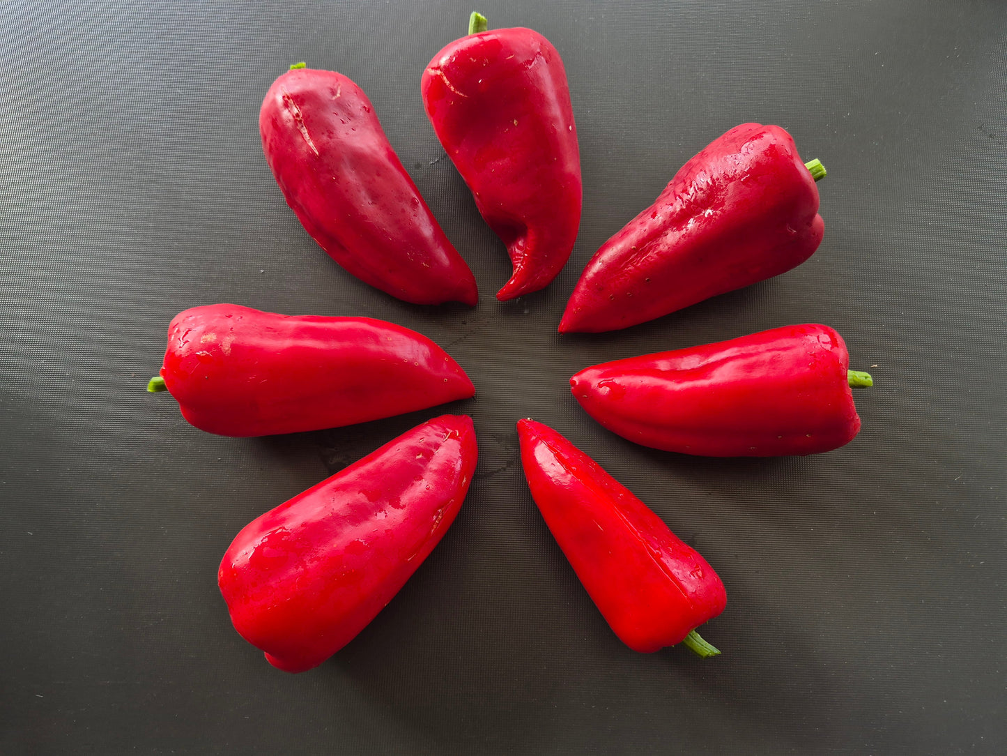 Roter Augsburger DER TOMATENFLÜSTERER