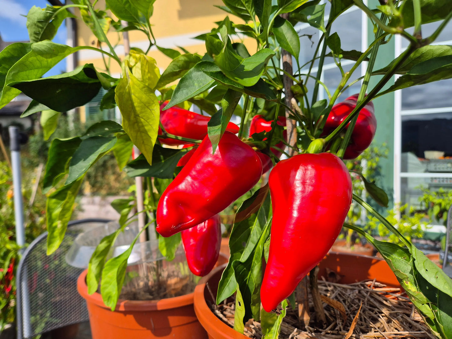 Roter Augsburger DER TOMATENFLÜSTERER
