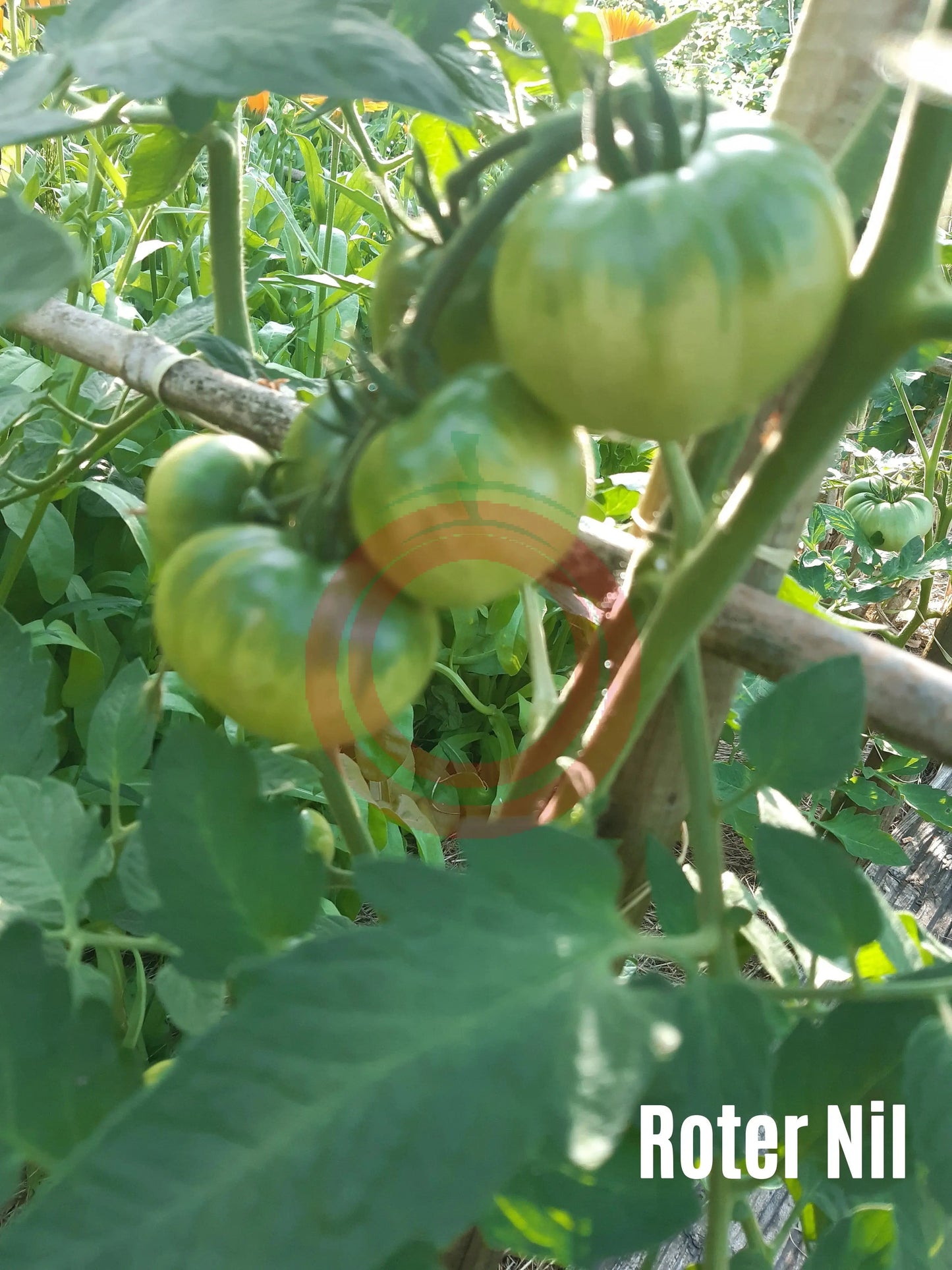 Roter Nil DER TOMATENFLÜSTERER