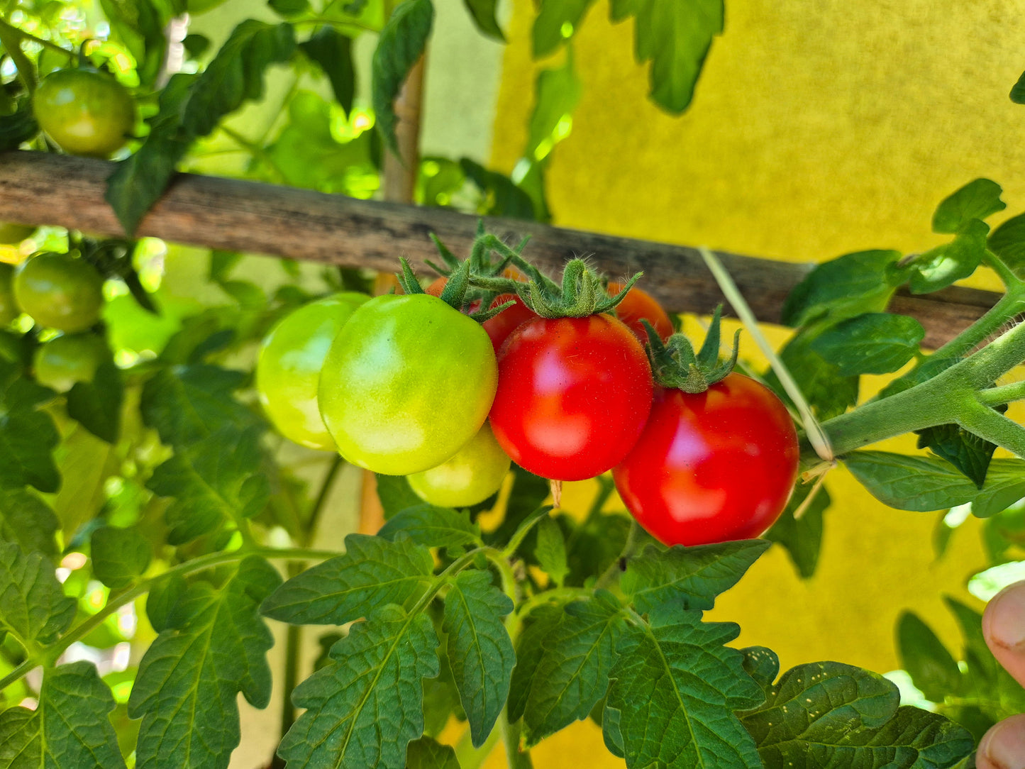 Rotkäppchen DER TOMATENFLÜSTERER