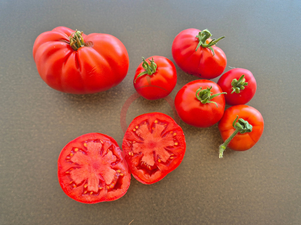 Rouge de Gand DER TOMATENFLÜSTERER