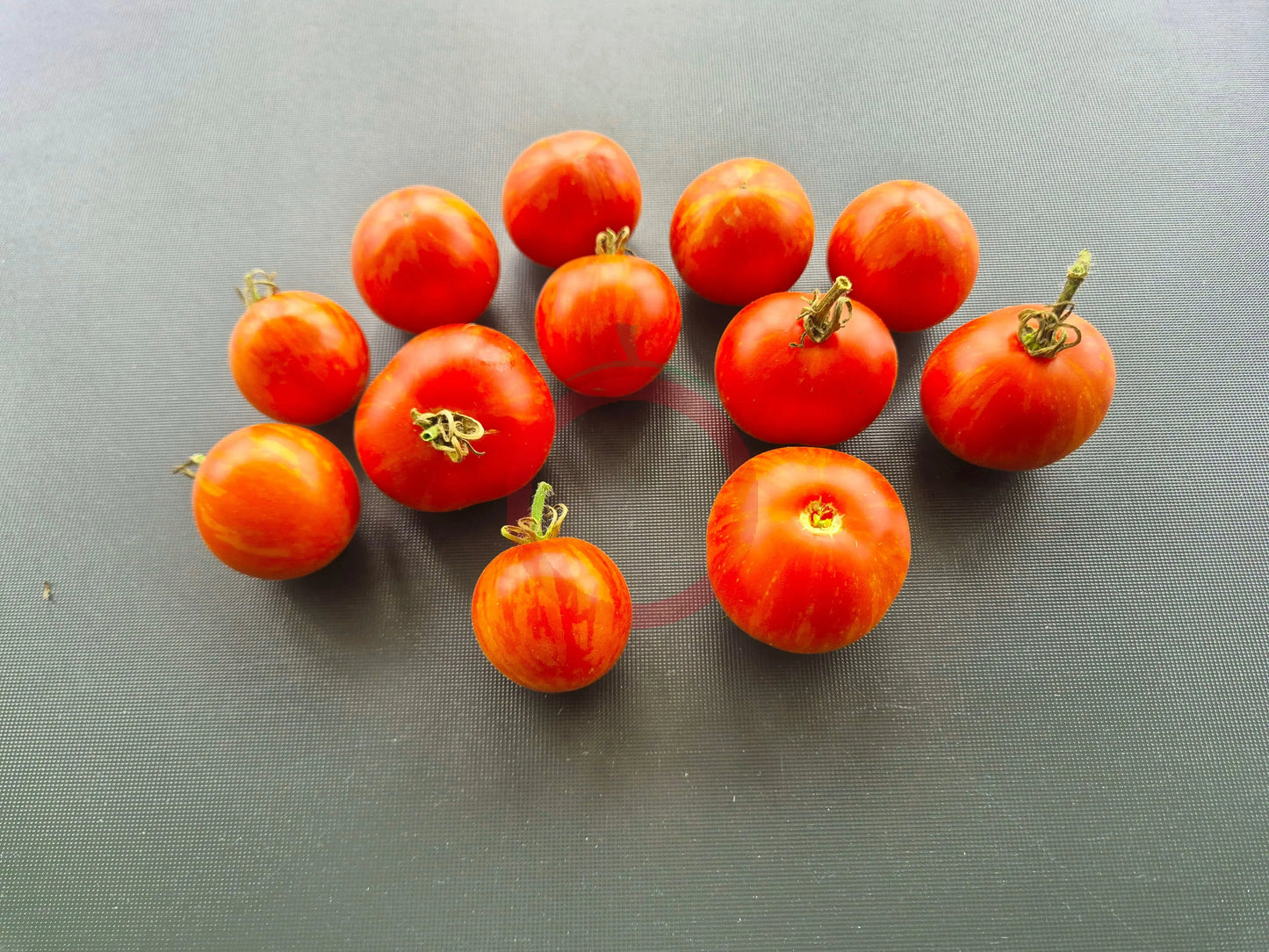 Roughwood Golden Tiger DER TOMATENFLÜSTERER