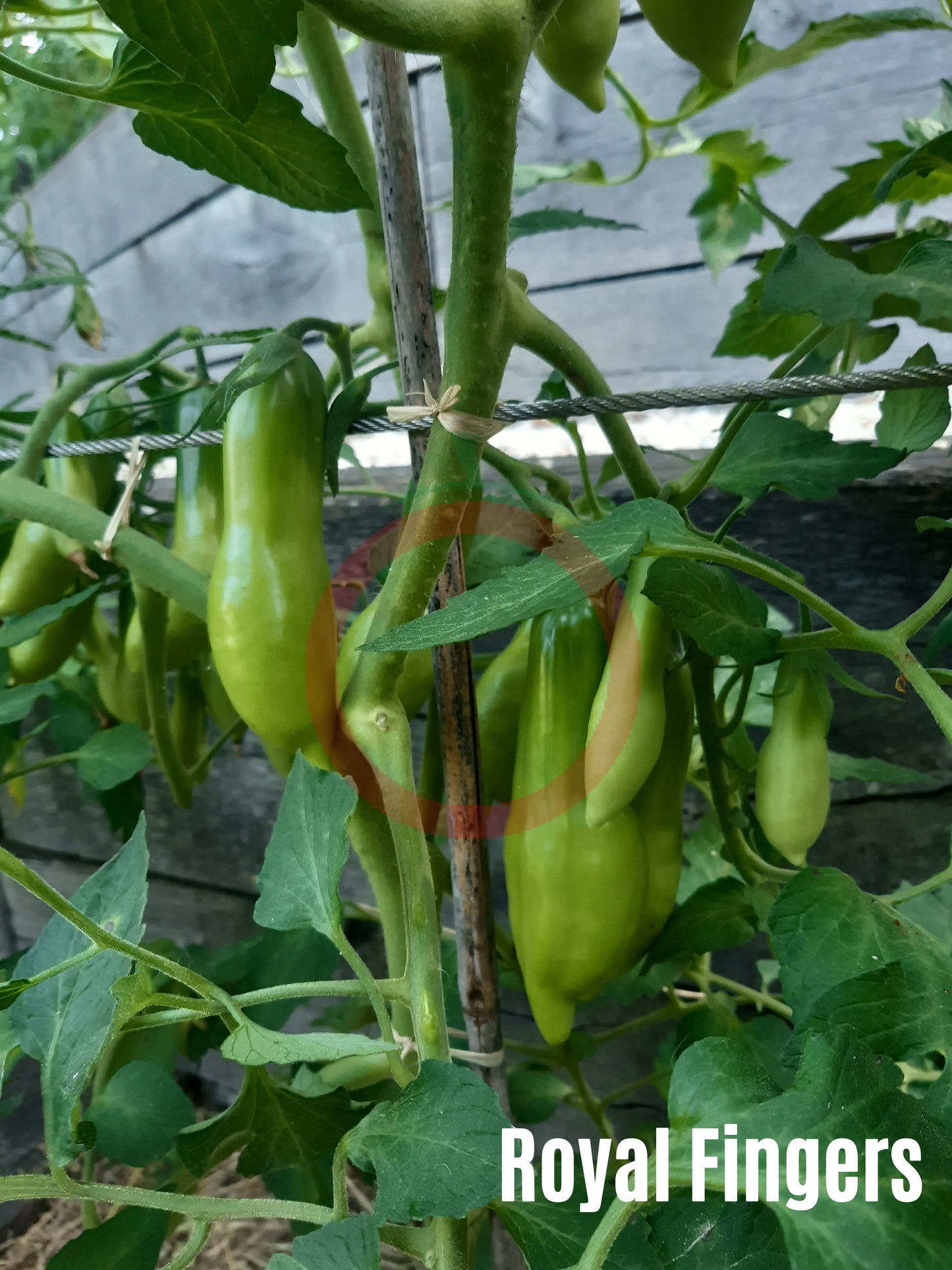 Royal Fingers DER TOMATENFLÜSTERER