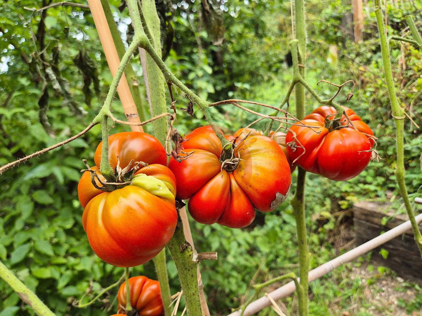 Ruby Surprise DER TOMATENFLÜSTERER