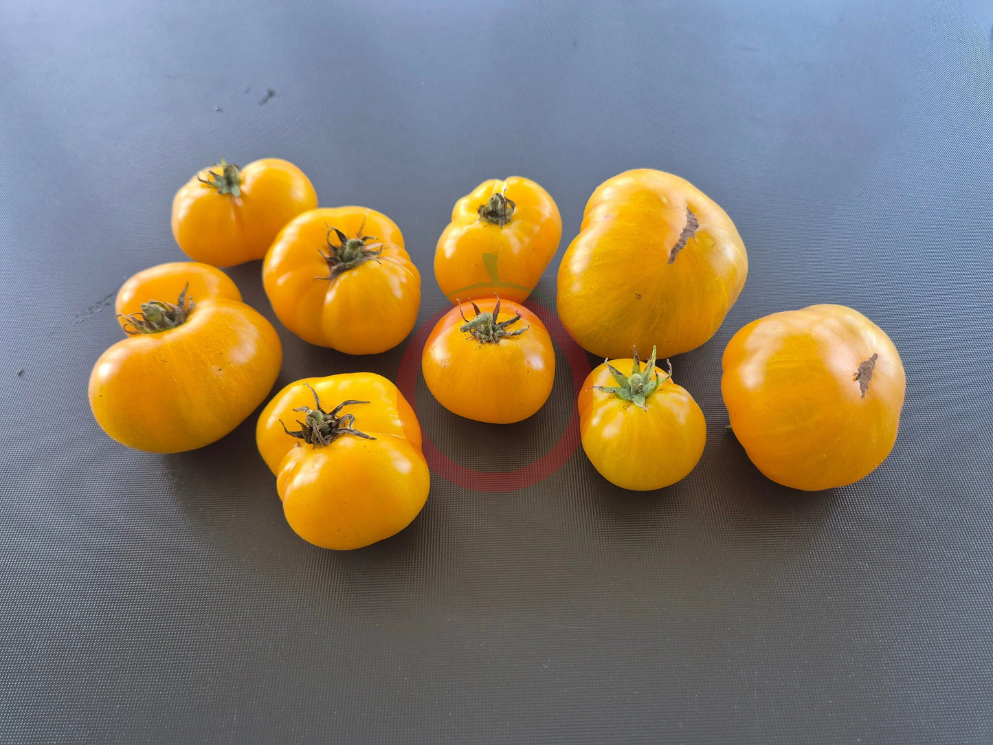 Rumpelstilskin DER TOMATENFLÜSTERER