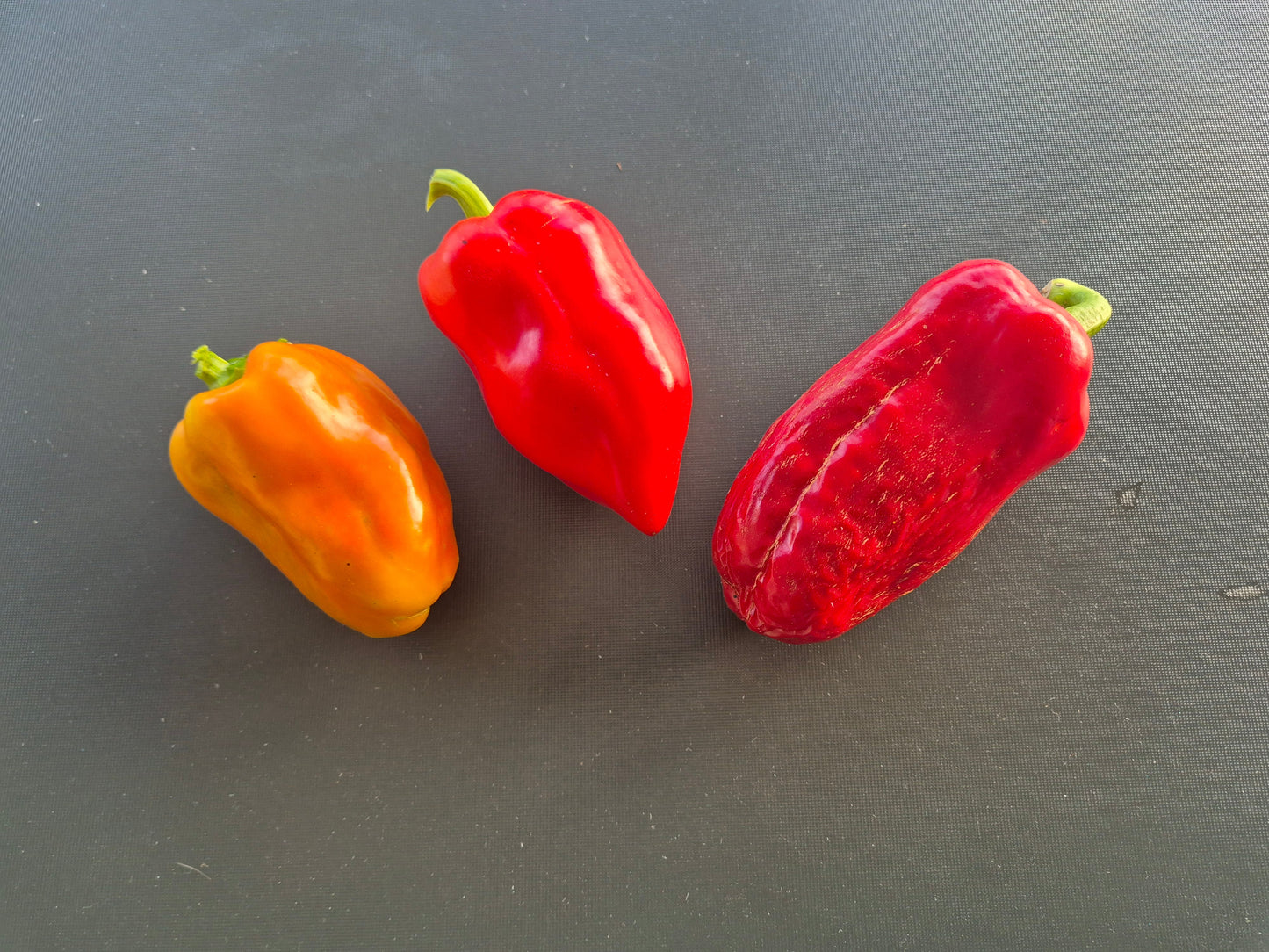 Russischer Spitzerl DER TOMATENFLÜSTERER