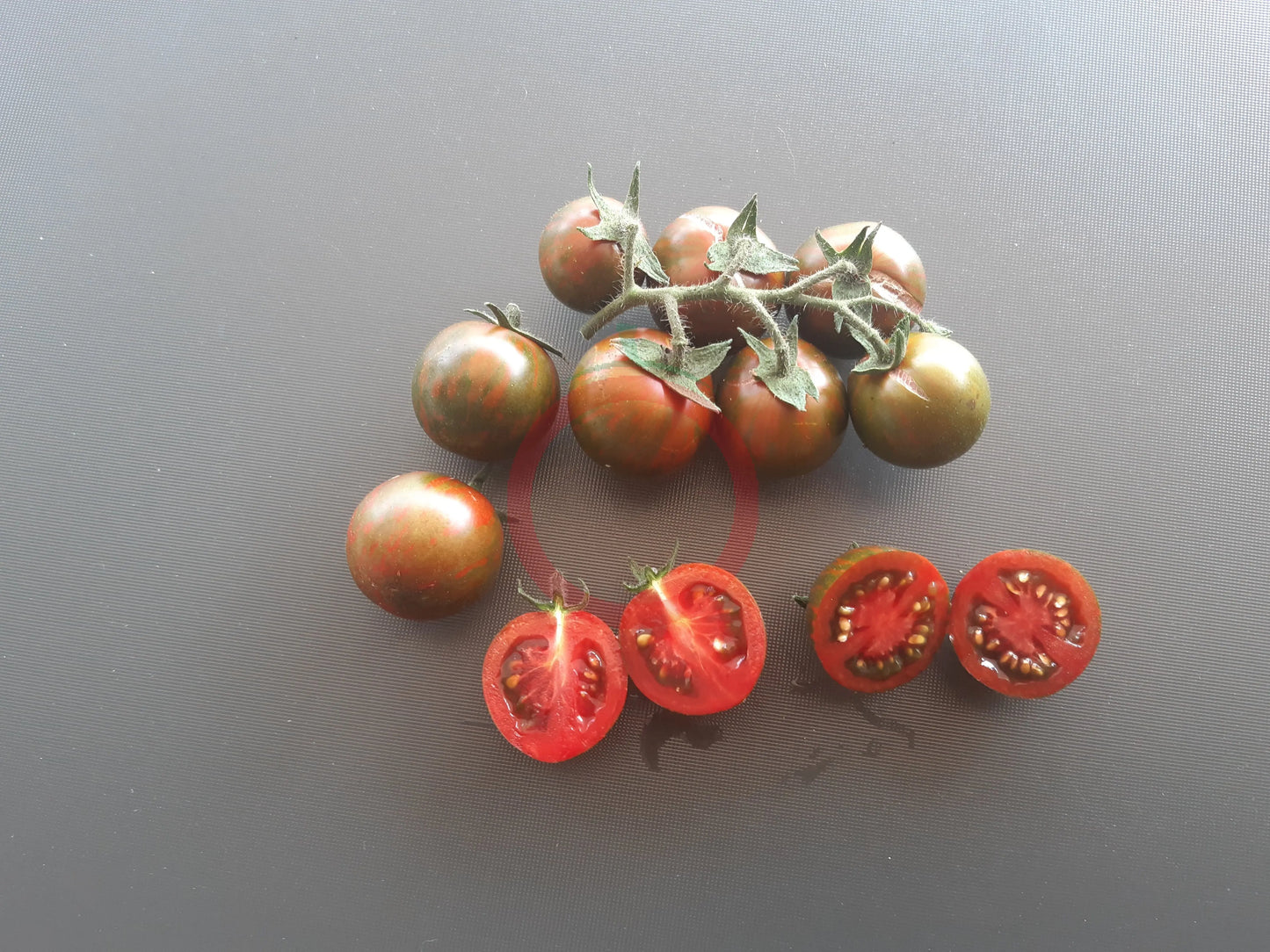 Safari DER TOMATENFLÜSTERER