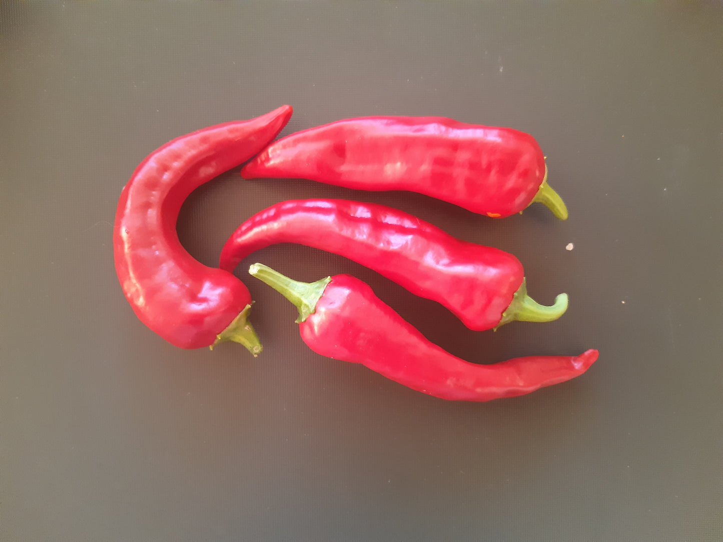 Sakharniy Rojok DER TOMATENFLÜSTERER