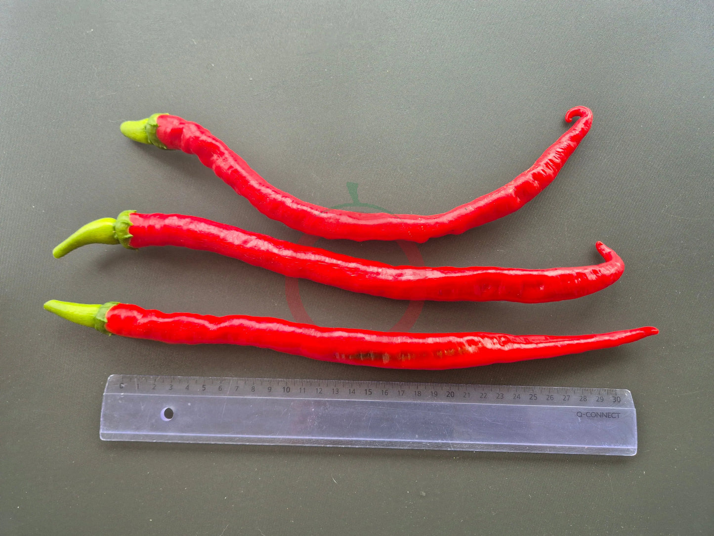 San Felipe DER TOMATENFLÜSTERER