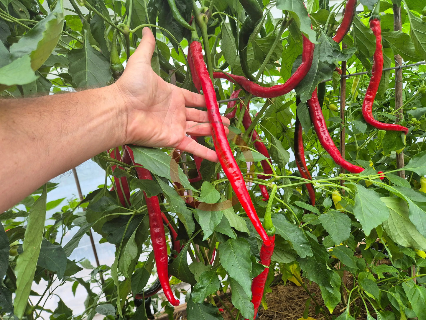 San Felipe DER TOMATENFLÜSTERER
