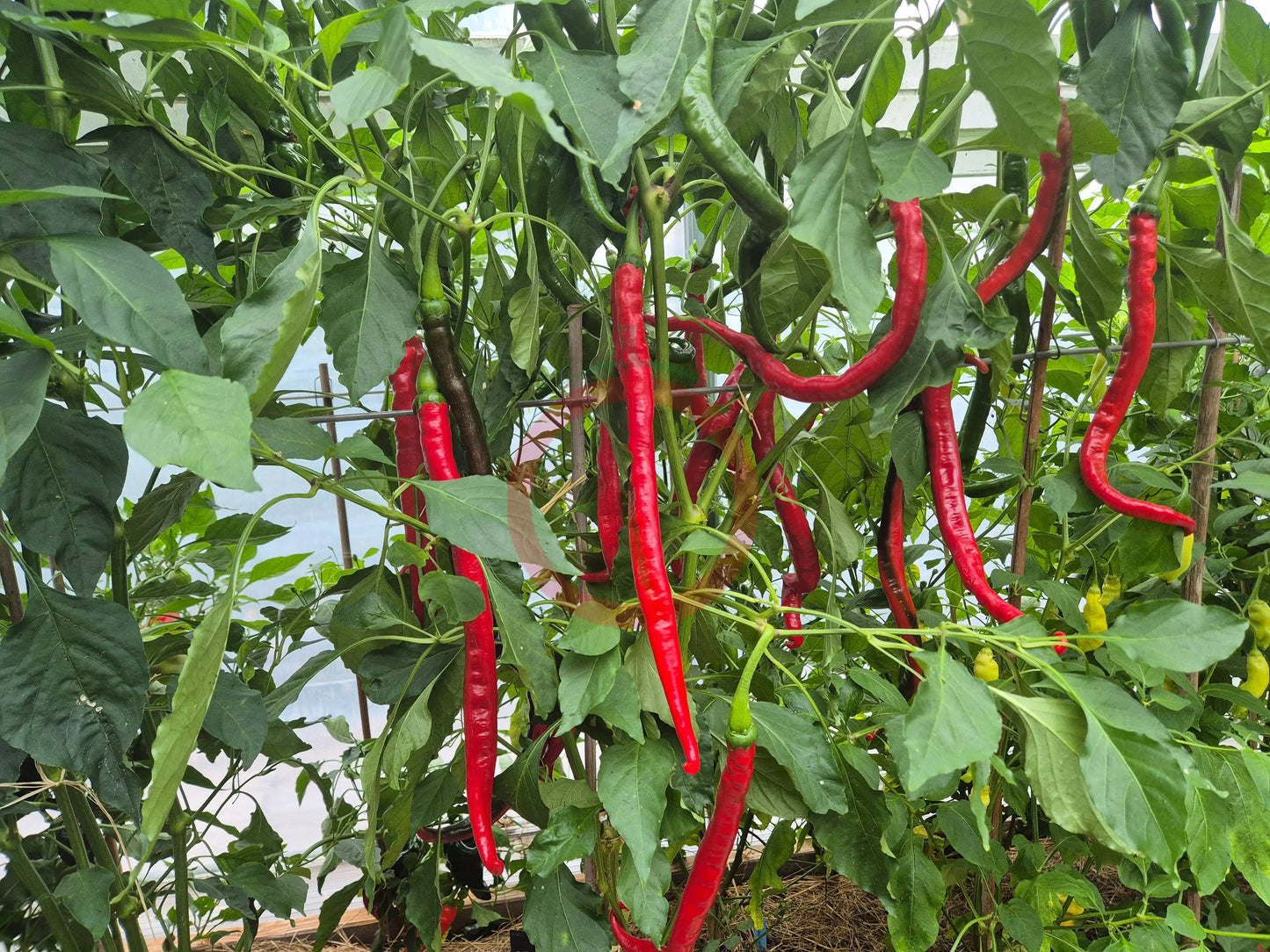 San Felipe DER TOMATENFLÜSTERER