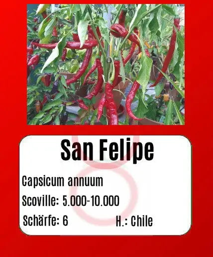 San Felipe DER TOMATENFLÜSTERER