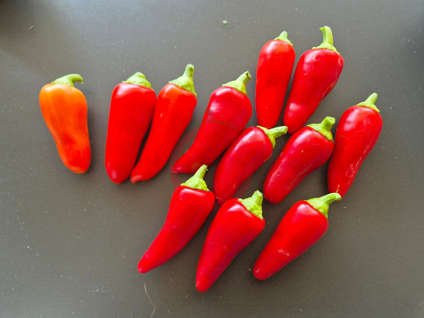 Santa Fe Grande DER TOMATENFLÜSTERER