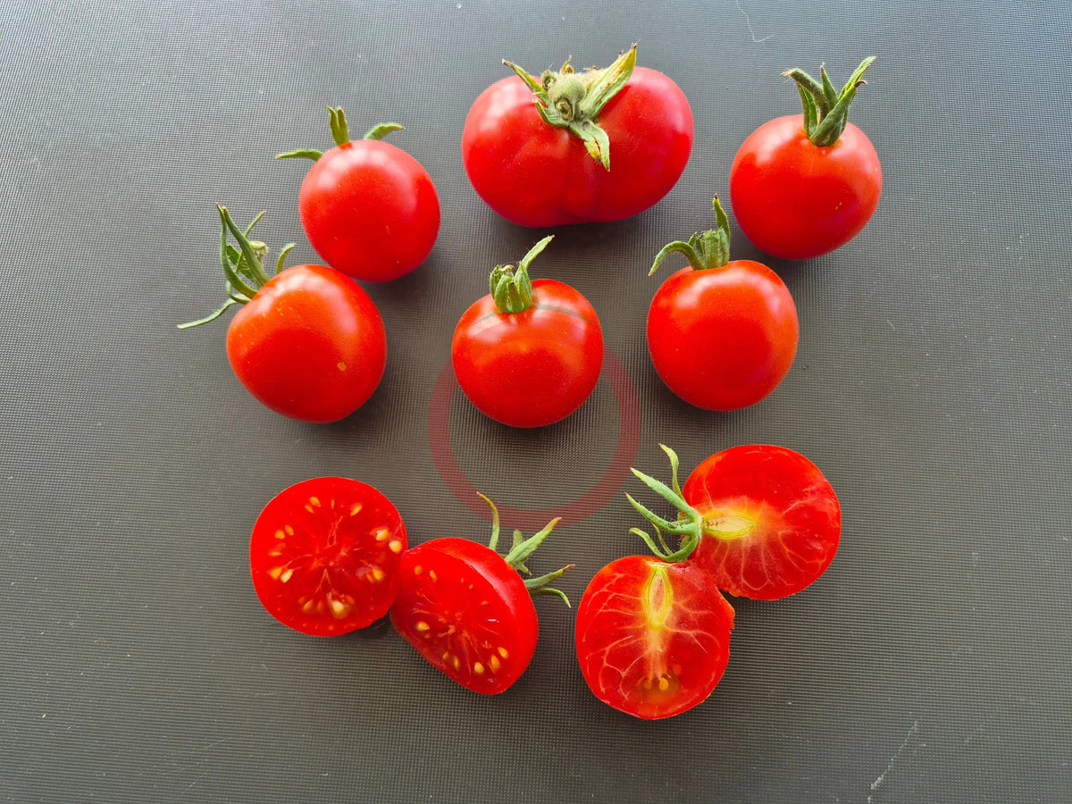 Sasha´s Altai DER TOMATENFLÜSTERER