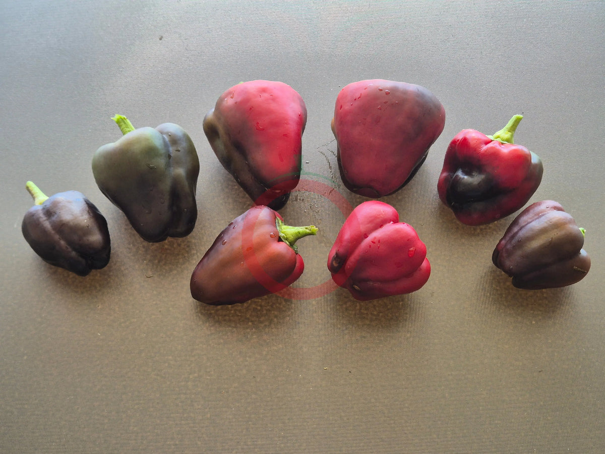 Schwarzes Pferd DER TOMATENFLÜSTERER
