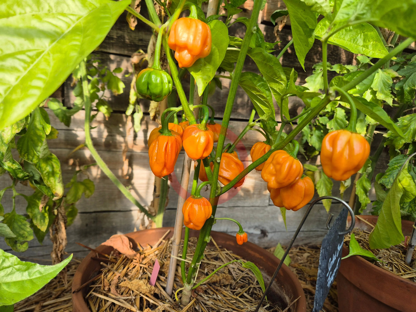 Scotch Bonnet Freeport Strain DER TOMATENFLÜSTERER