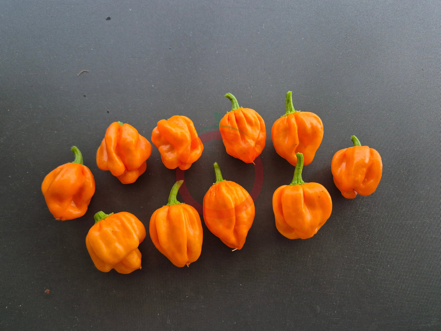 Scotch Bonnet Freeport Strain DER TOMATENFLÜSTERER